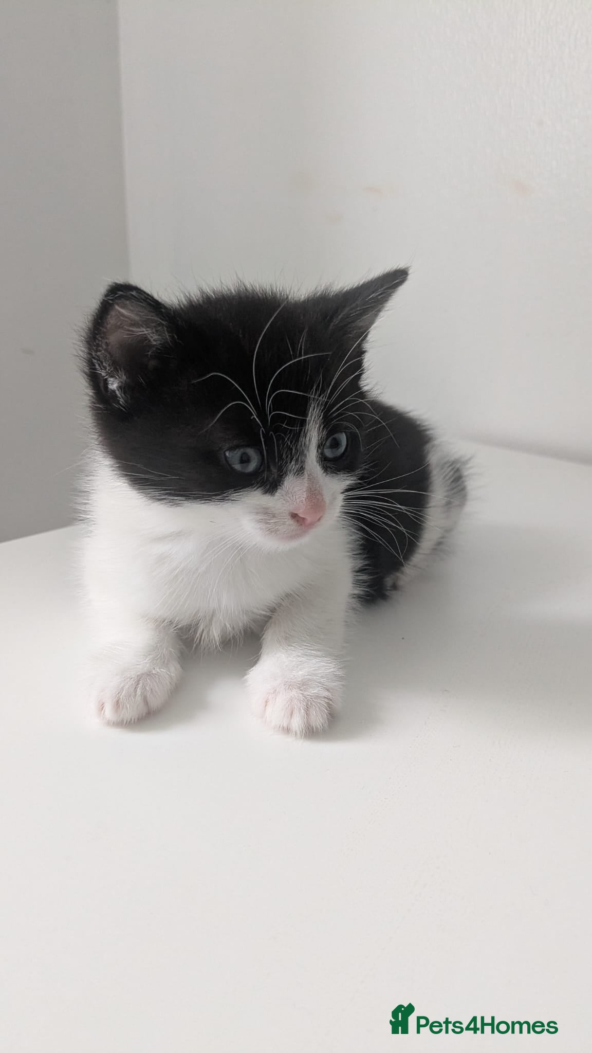 Mixed Breed cats for sale: Kittens  - Advert 2
