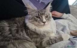 Maine Coon cats for sale: 💙Beautiful Maine Coon (GCCF reg) 💙 - Advert 4