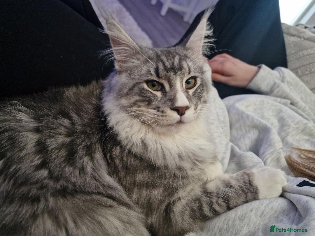 Maine Coon cats for sale: 💙Beautiful Maine Coon (GCCF reg) 💙 - Advert 4