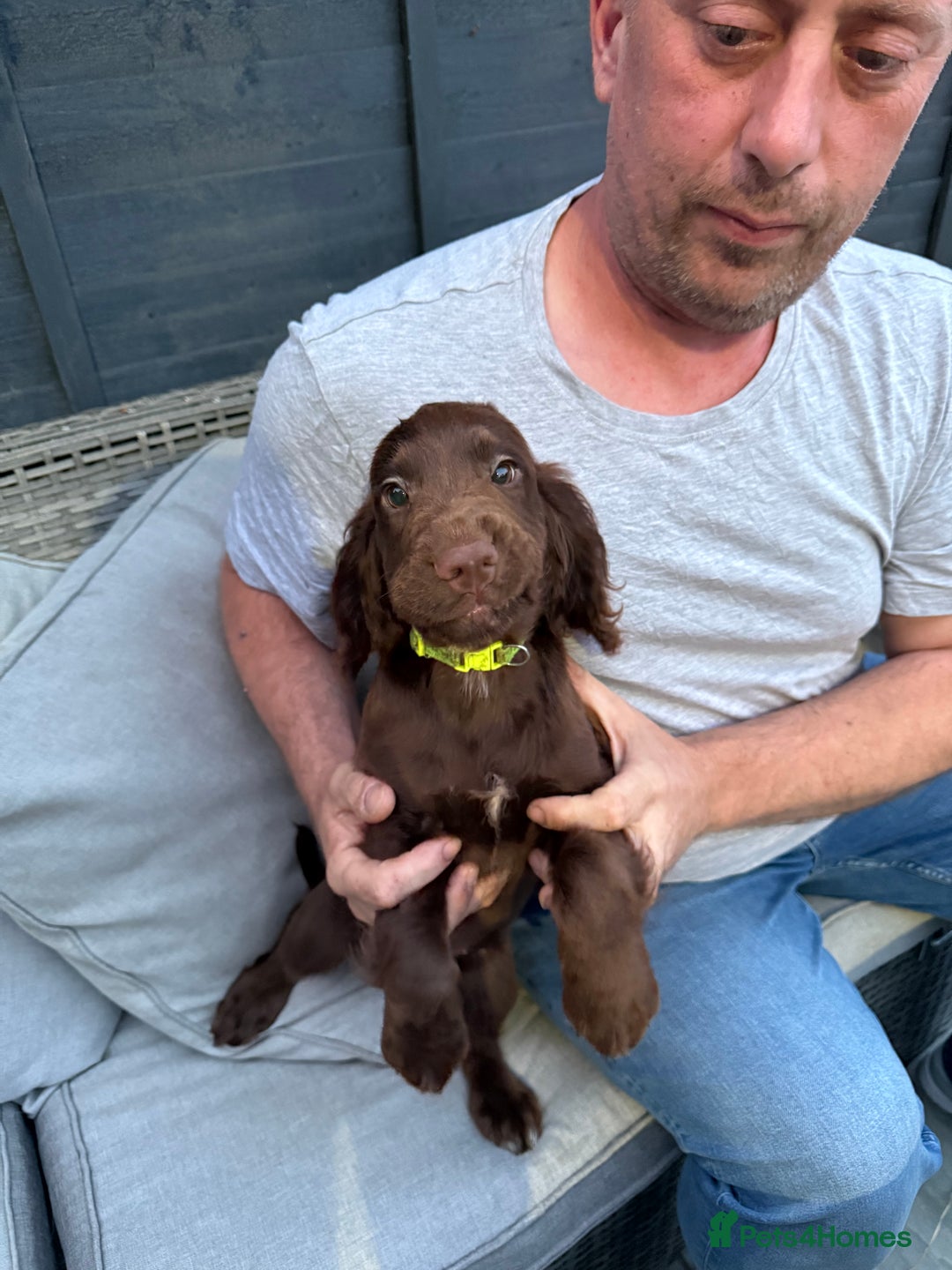 Cocker Spaniel dogs for sale: 2 BOYS LEFT KC COCKER SPANIELS  - Image 2