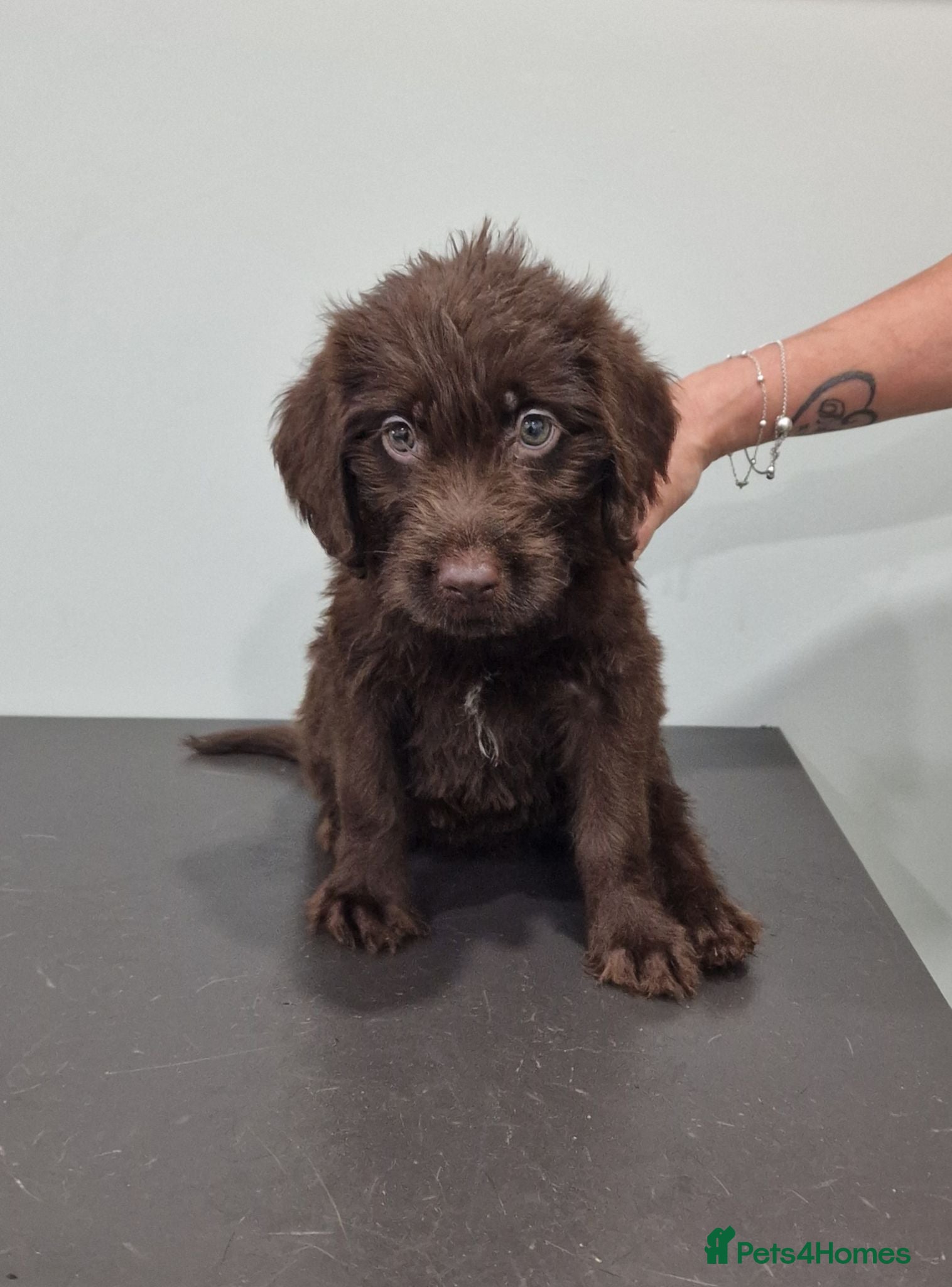 Labradoodle dogs Beautful home raised standard labradoodle puppies - Advert 8