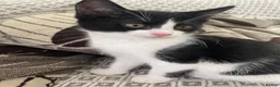 Mixed Breed cats for sale: Two beautiful black & white female kittens - Advert 27