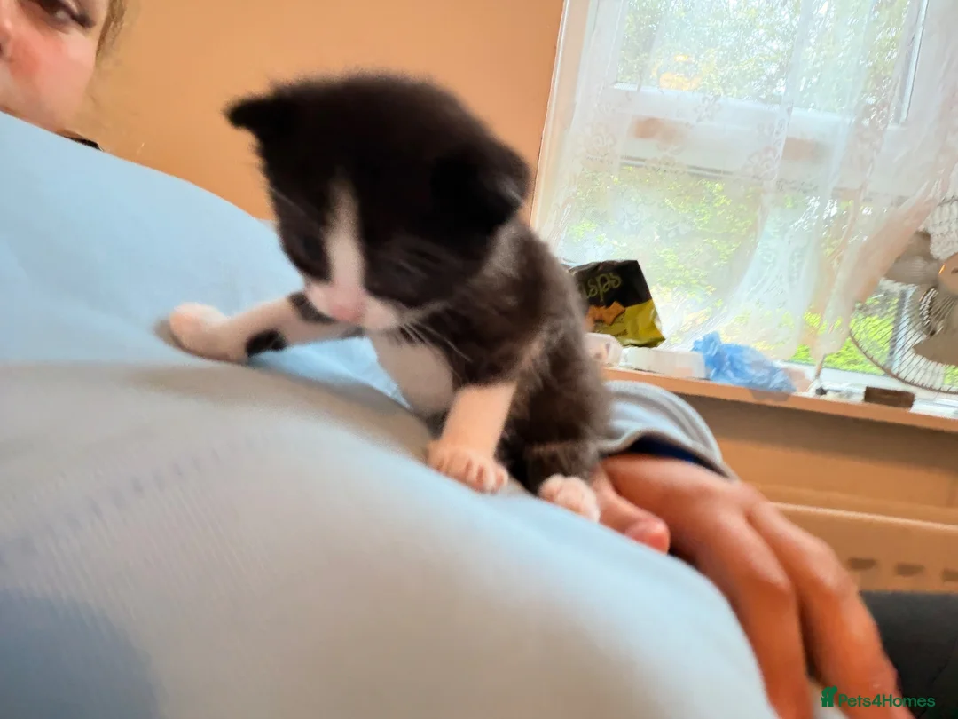 Mixed Breed cats for sale: Beautiful black and white fluffy kittens  in Holywell - Advert 11