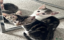 Mixed Breed cats for sale: Kittens  - Image 37