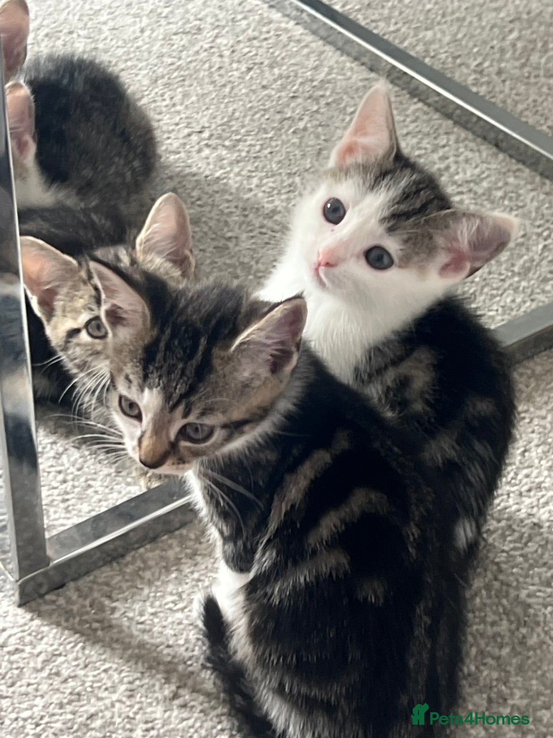 Mixed Breed cats for sale: Kittens  - Image 37
