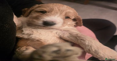 Cockapoo dogs - Advert 5