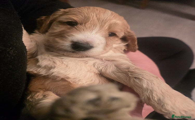 Cockapoo dogs - Advert 1