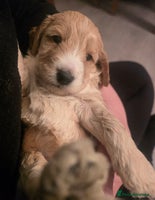 Cockapoo dogs - Advert 14