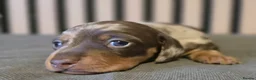 Miniature Dachshund dogs for sale: Pedigree miniature Dachshund baby girls - Advert 8