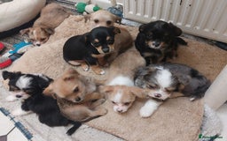 Mixed Breed dogs for sale: Ready to collect  - Advert 1