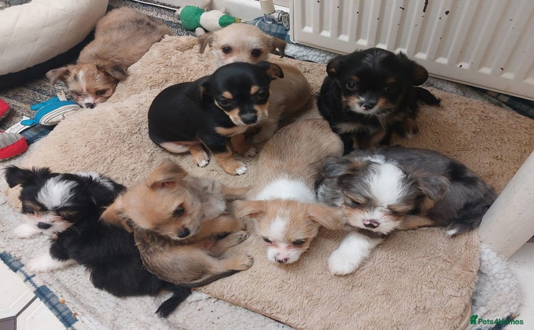 Mixed Breed dogs Ready to collect  - Advert 1