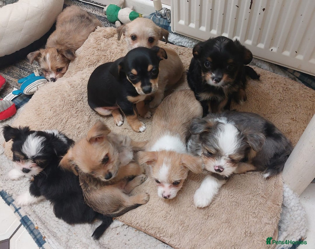 Mixed Breed dogs for sale: Ready to collect  - Advert 1