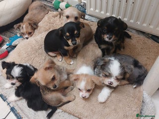 Mixed Breed dogs Ready to collect - Advert 2