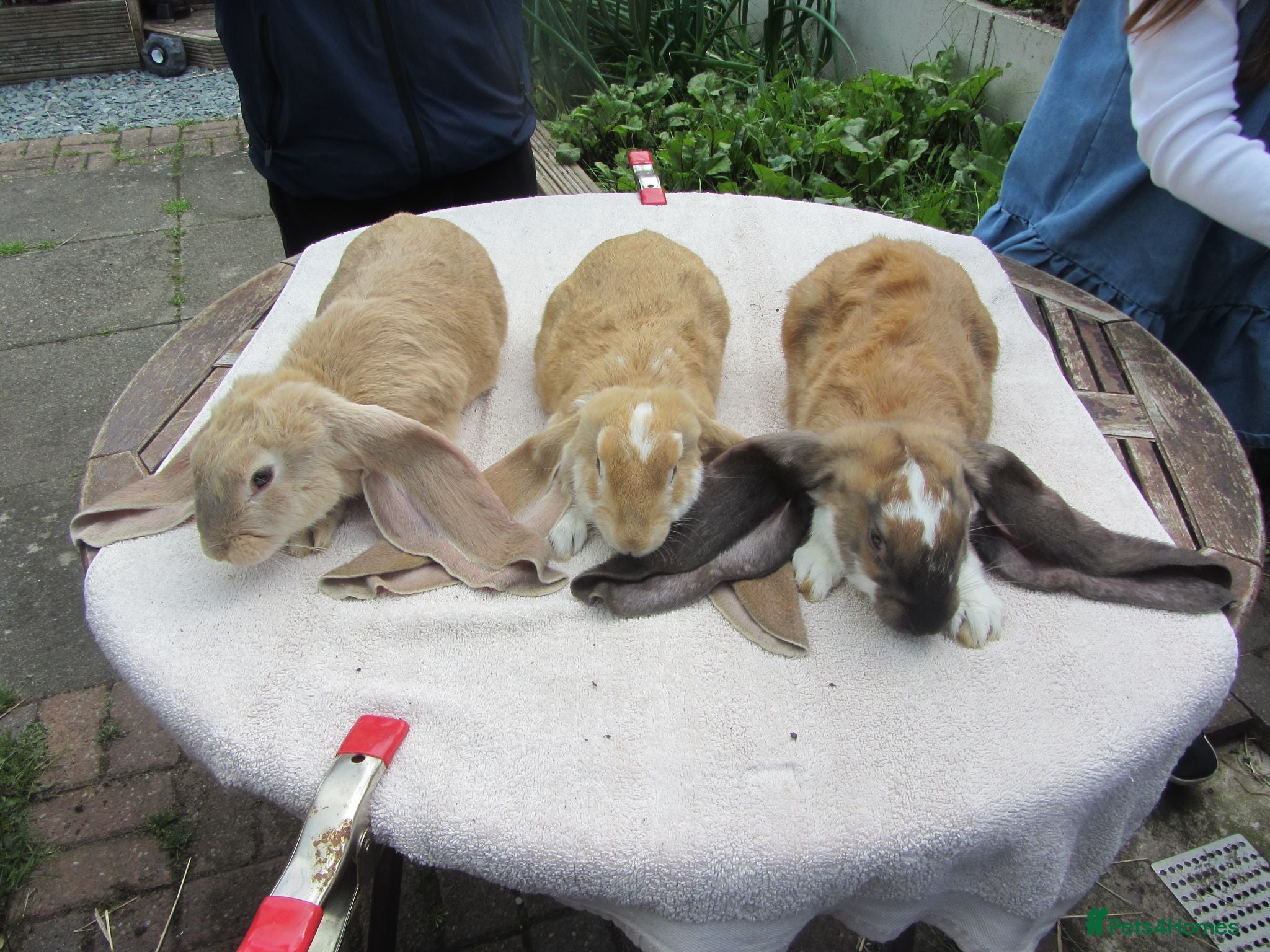 English Lop rabbits PURE ENGLISH LOPS - Advert 11
