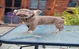 French Bulldog dogs for sale: Chocolate Rojo tan fluffy French bulldog  - Image 13