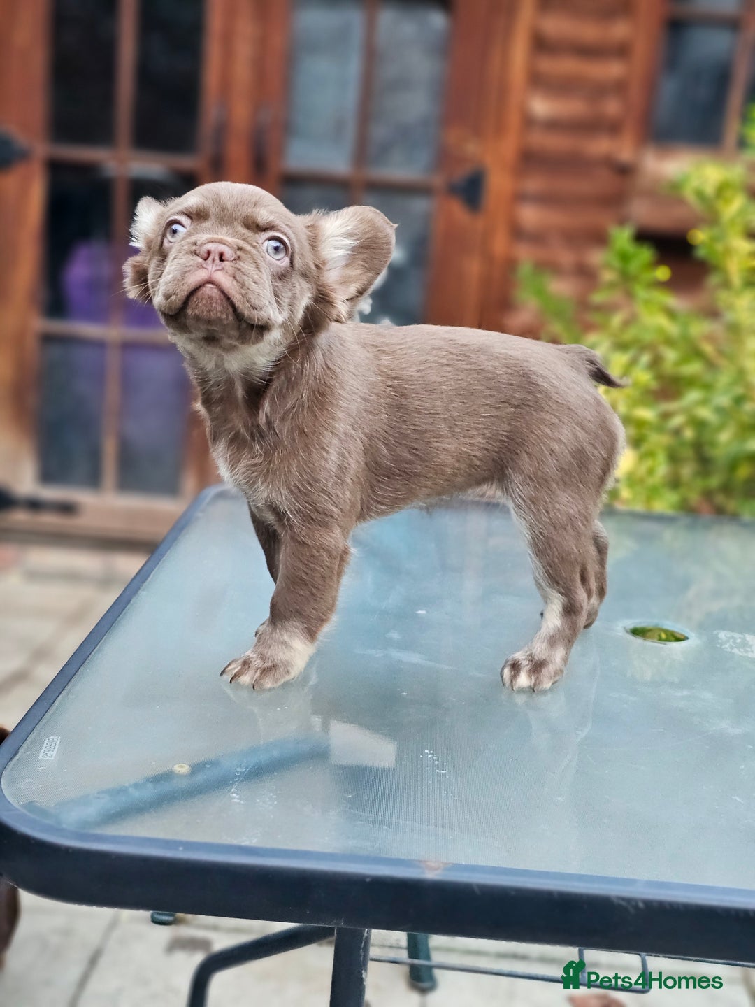 French Bulldog dogs for sale: Chocolate Rojo tan fluffy French bulldog  - Image 13