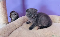 Scottish Fold cats for sale: Beautiful litter of Scottish fold  reservation 😍 - Image 5