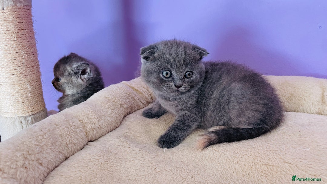 Scottish Fold cats for sale: Beautiful litter of Scottish fold  reservation 😍 - Image 5