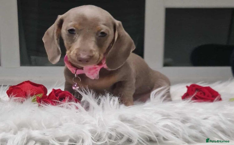 Dachshund dogs - Advert 5