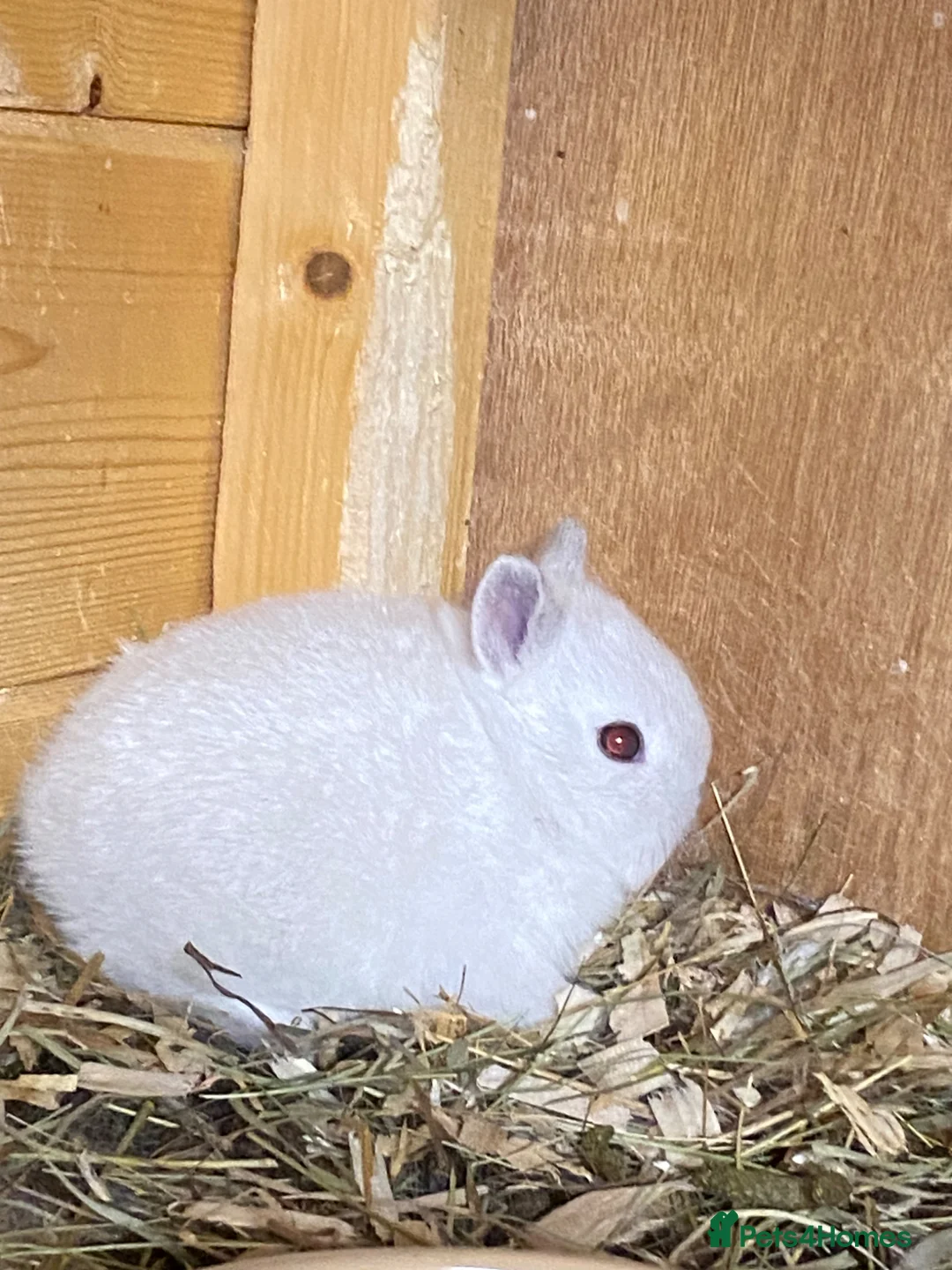 Netherland Dwarf rabbits for sale: Gorgeous Netherland dwarf babies - Advert 1