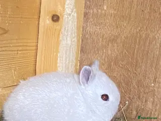 Netherland Dwarf rabbits Gorgeous Netherland dwarf babies - Advert 1