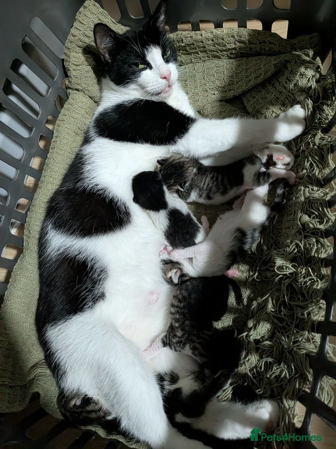 British Shorthair cats for sale: Kittens ready to leave today in Witham - Advert 1