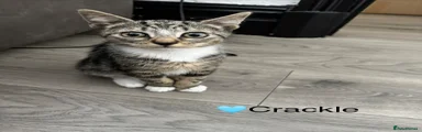 Domestic Shorthair 2