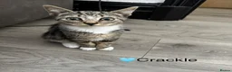 Domestic Shorthair cats for sale: Beautiful Kittens - Ready Now 🐱 - Advert 3