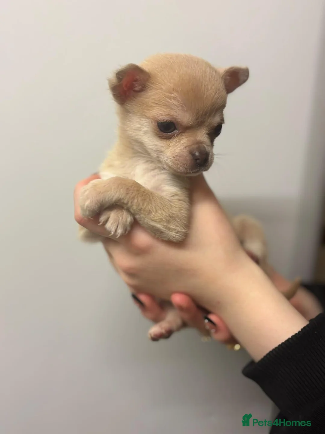 Chihuahua dogs for sale: Female  - Advert 1