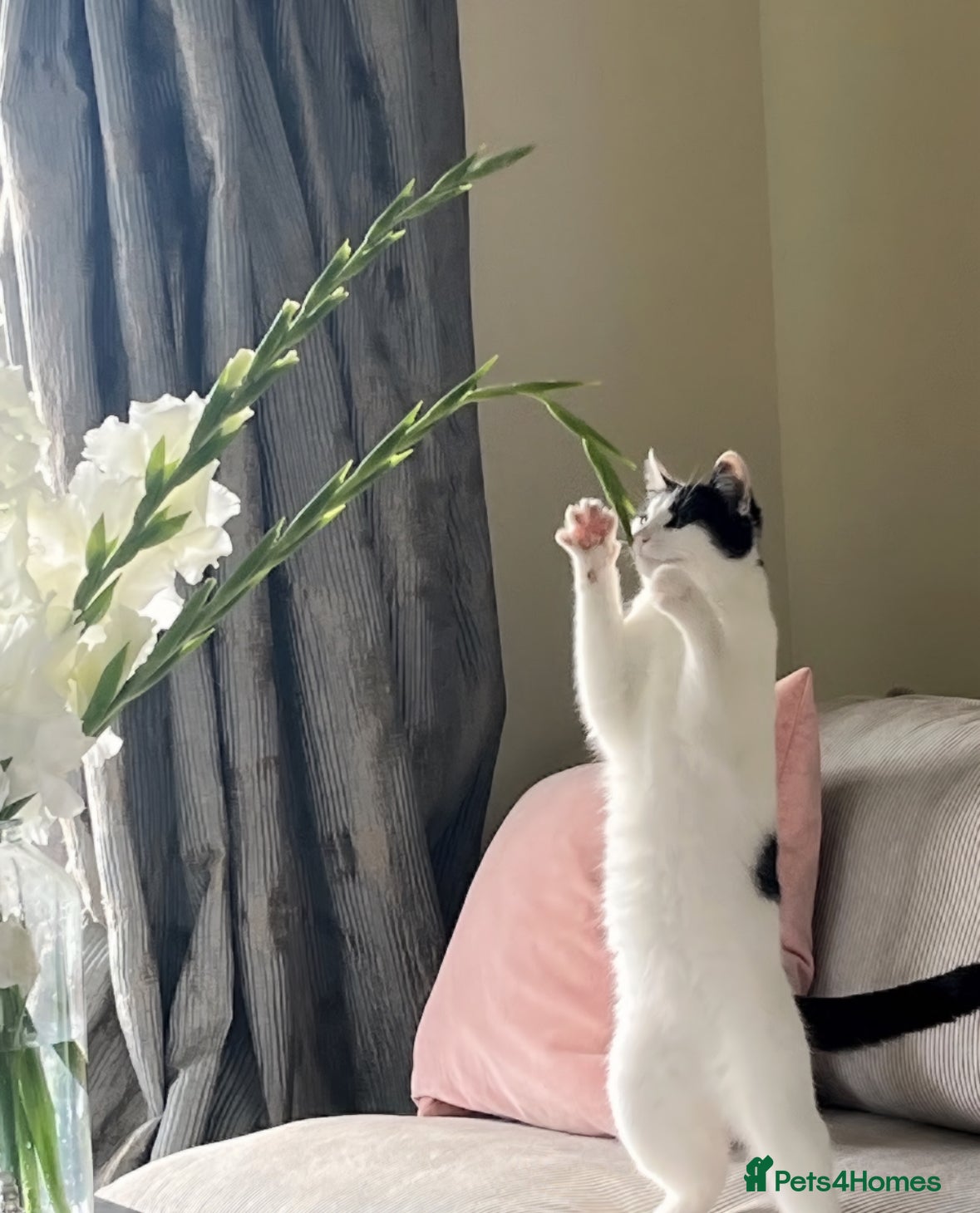 Mixed Breed cats 28 month Tuxedo Female Lucy  - Advert 6