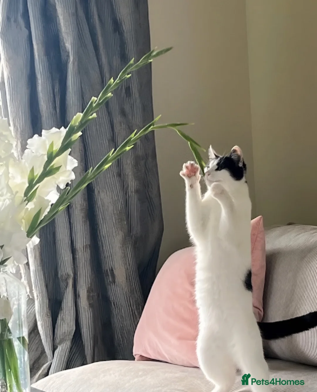 Mixed Breed cats for sale: 28 month Tuxedo Female Lucy  - Advert 1