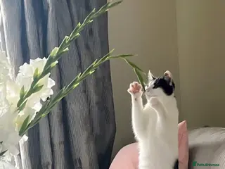 Mixed Breed cats 28 month Tuxedo Female Lucy - Advert 6