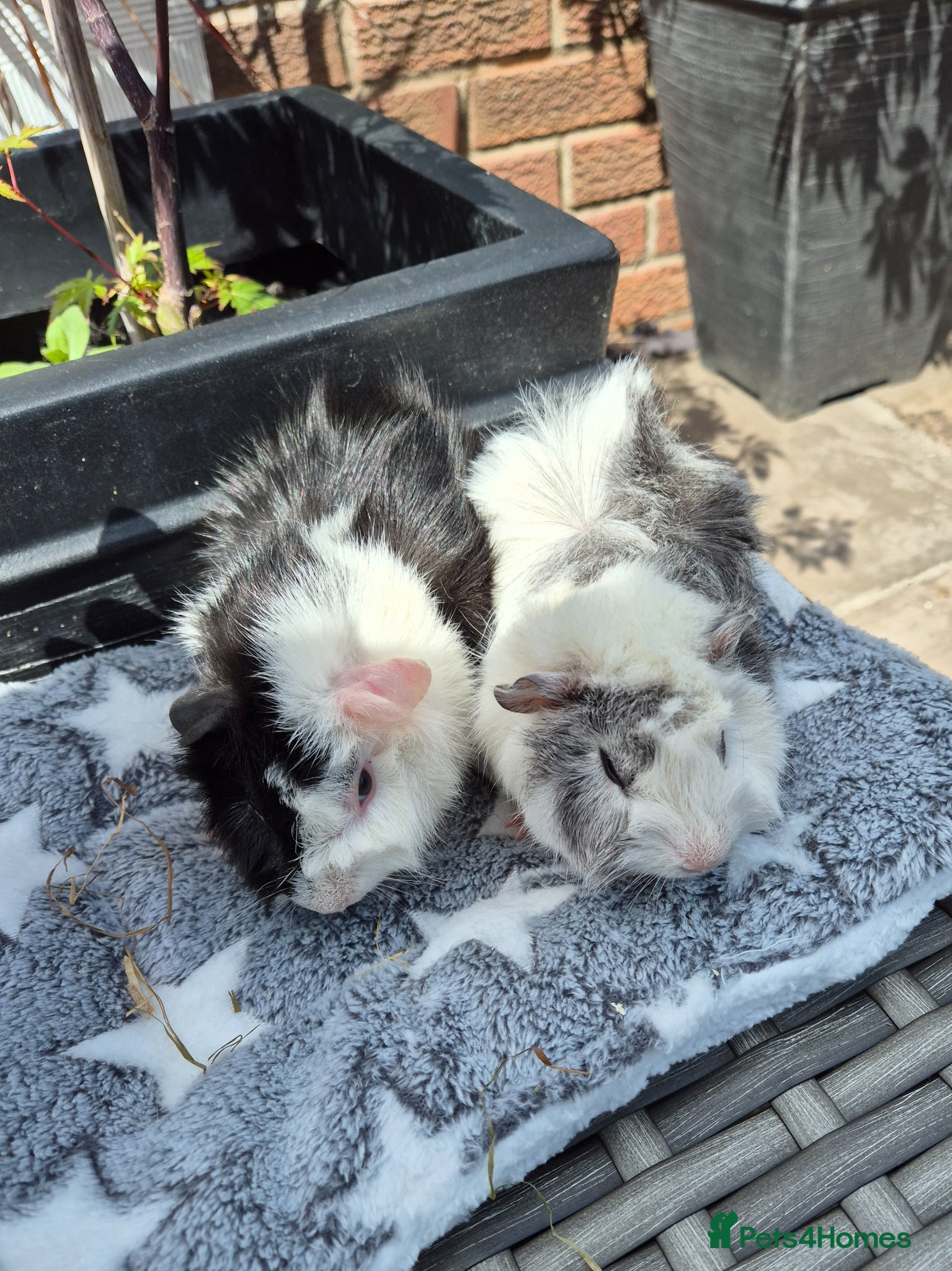 Guinea Pig rodents Bonded Guinea Pigs - Advert 17