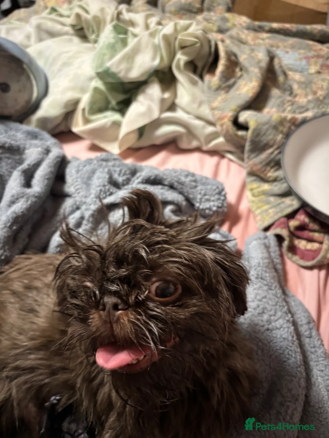 Mixed Breed dogs for sale: Imperial shitzu - Advert 16
