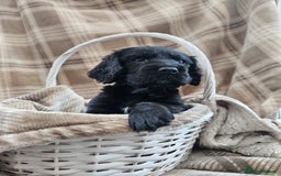 Cocker Spaniel dogs for sale: KC Registered Working Cocker Spaniel Pups - Image 6