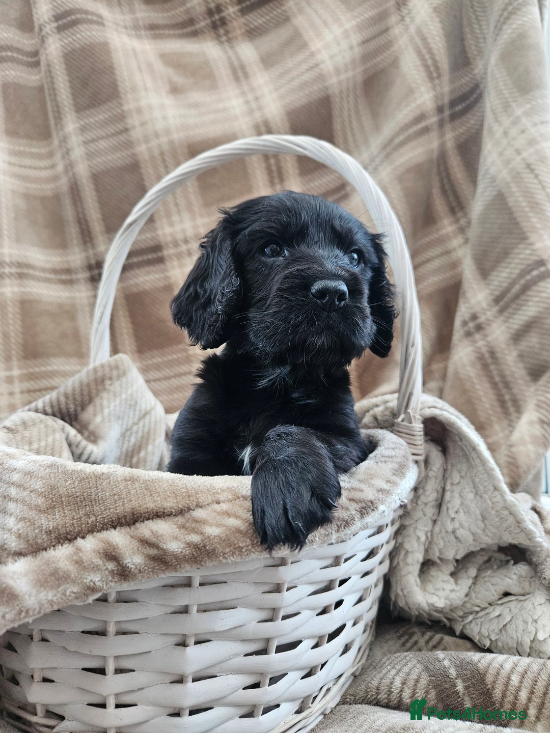 Cocker Spaniel dogs for sale: KC Registered Working Cocker Spaniel Pups - Image 6