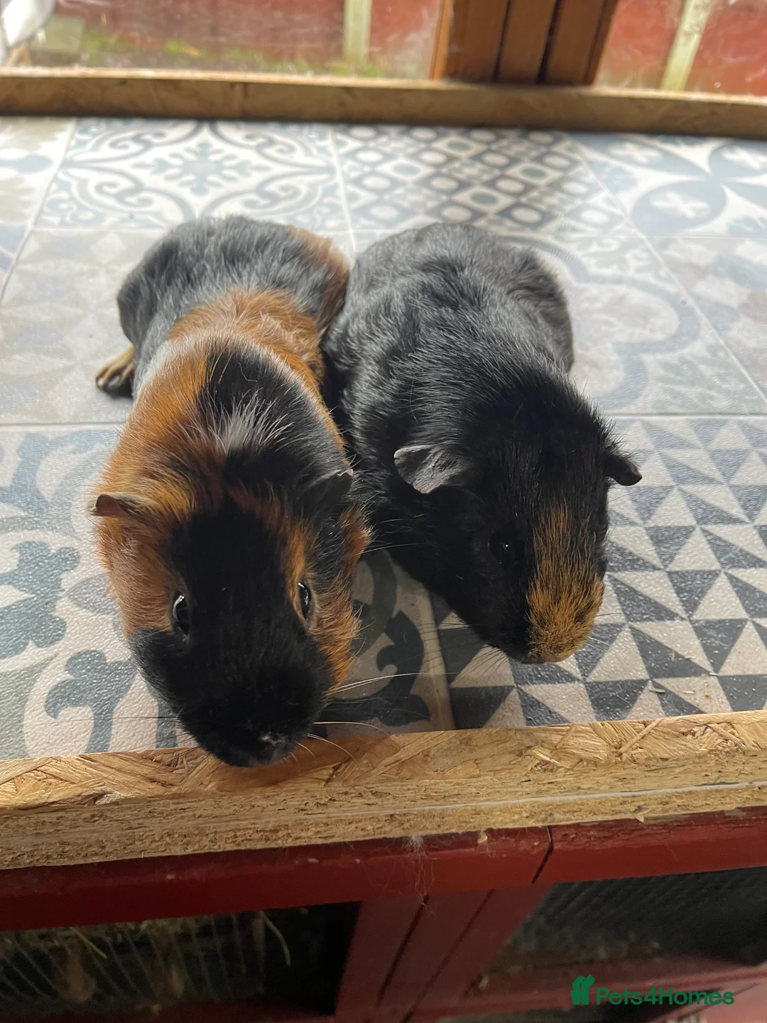 Guinea Pig rodents for sale: 10 Month Old Guinea Pigs Looking For New homes - Advert 2