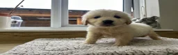 Golden Retriever dogs for sale: Our beautiful golden retriever pups - Advert 8
