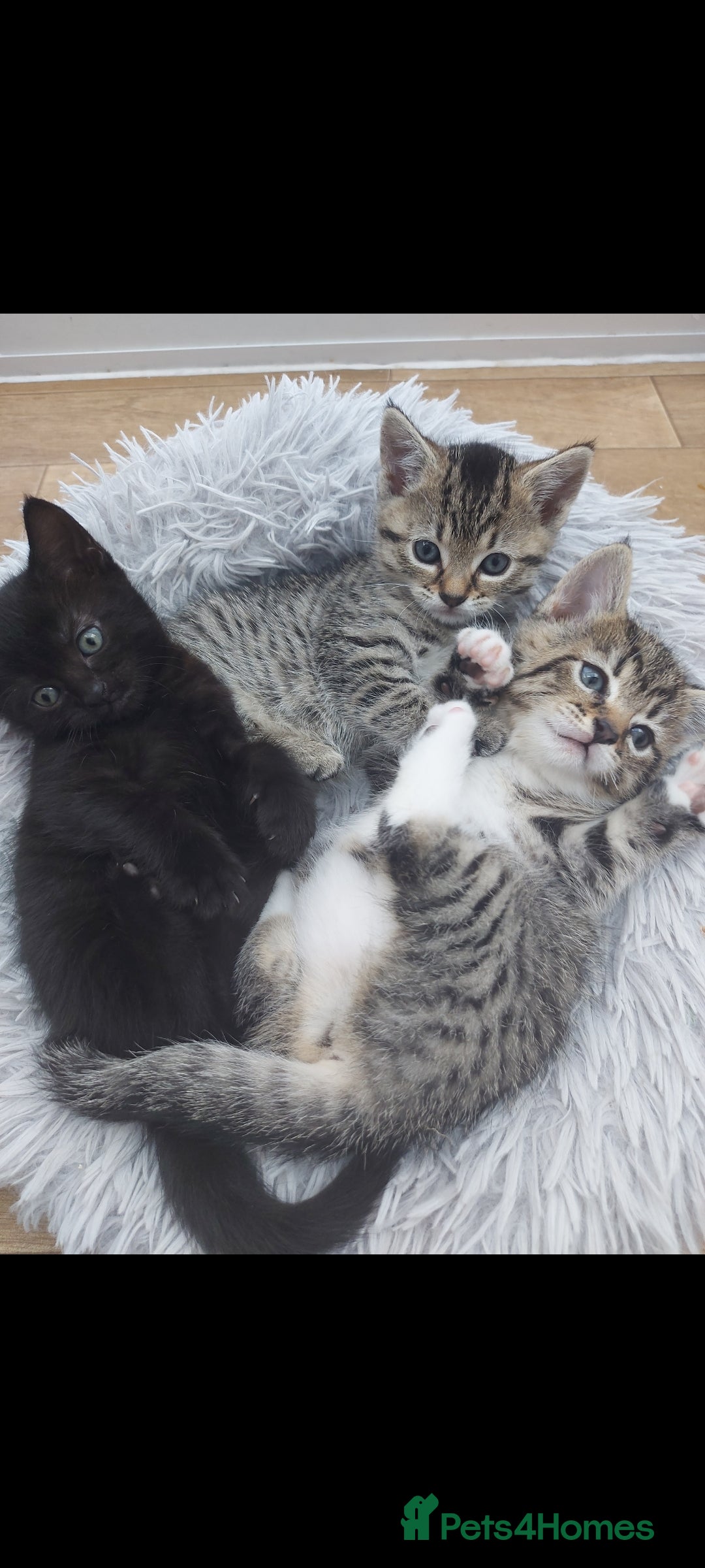 Mixed Breed cats for sale: Beautiful kittens 🥰 - Advert 2