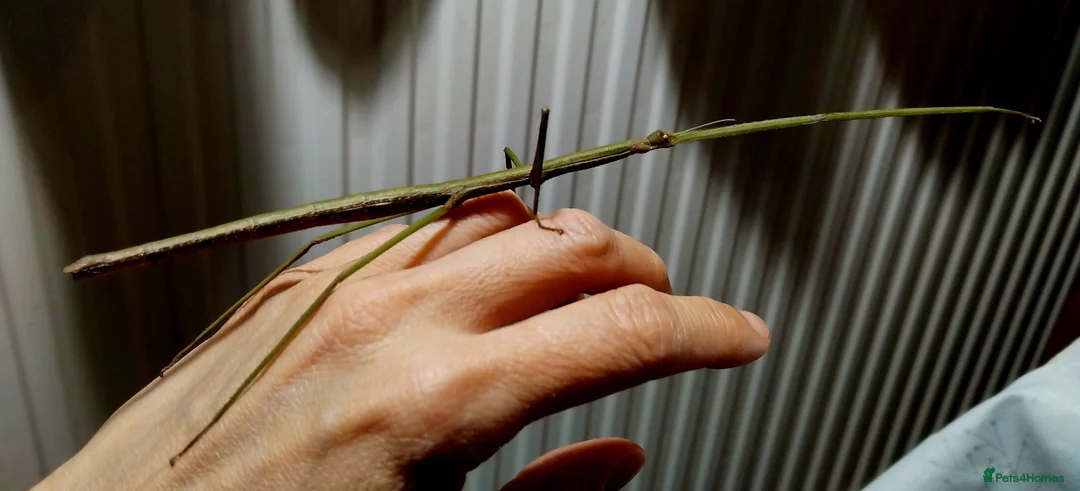 Stick Insects invertebrates for sale: Ramulus artemis EGGS - Advert 2