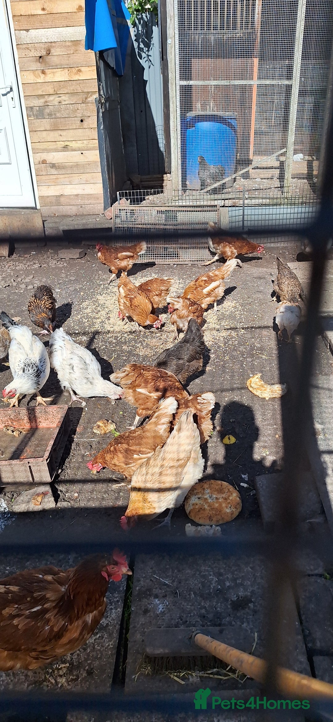 Chickens poultry for sale: Female - Image 1