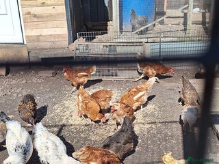 Chickens poultry - Advert 37