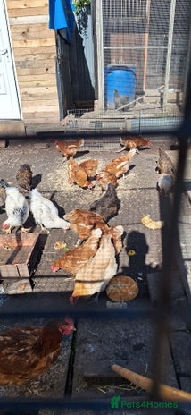 Chickens poultry - Advert 15