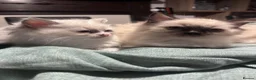 Ragdoll cats for sale: Ragdoll kittens for sale - Advert 5