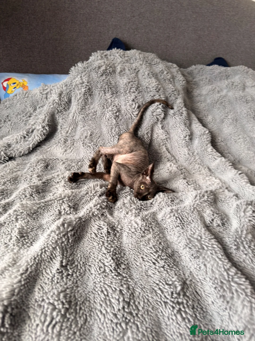 Sphynx cats for sale: 😍 Lovely SPHYNX Kitten 😍 - Advert 9