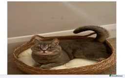 Brazilian Shorthair cats for sale: BritishShorthair Friendly Male Cat Romeo - Image 2