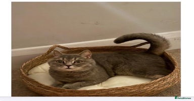 Brazilian Shorthair cats - Advert 15