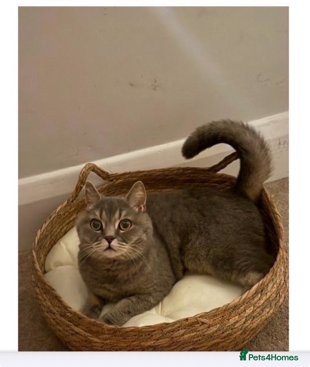 Brazilian Shorthair cats for sale: BritishShorthair Friendly Male Cat Romeo - Image 2