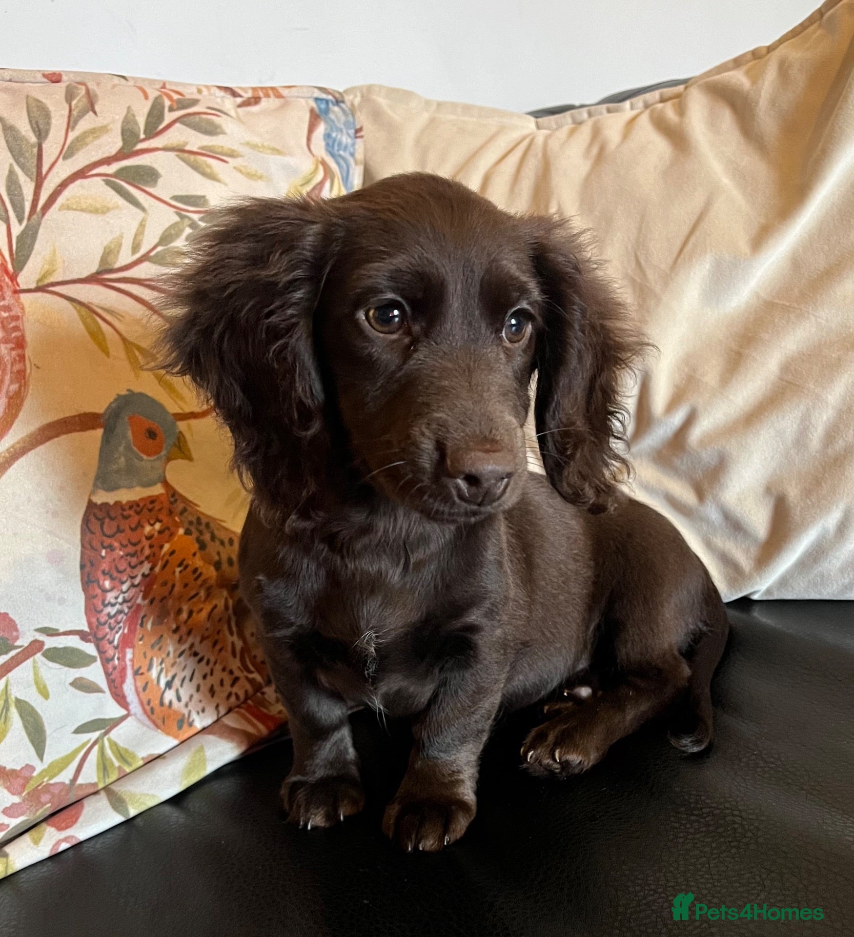 Mixed Breed dogs Working Cocker Spaniel x Longhair Dachshund - Advert 2