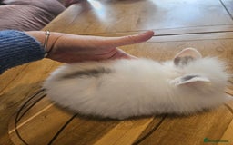 Mini Lion Lop rabbits for sale: Lion lops  - Image 8